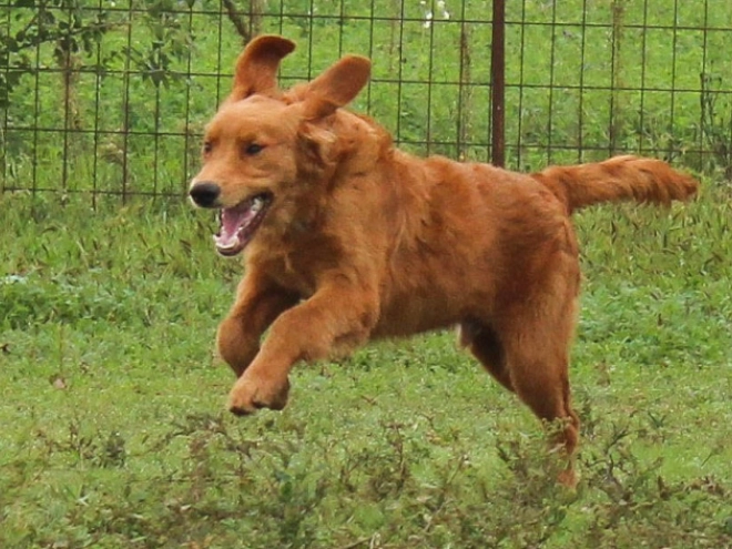 Golden Retriever puppy for sale