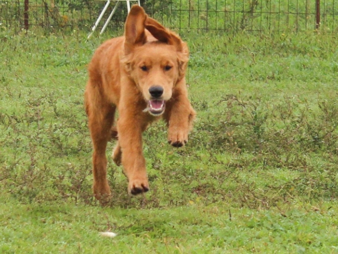 Golden Retriever puppy for sale
