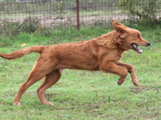 Golden Retriever puppy for sale