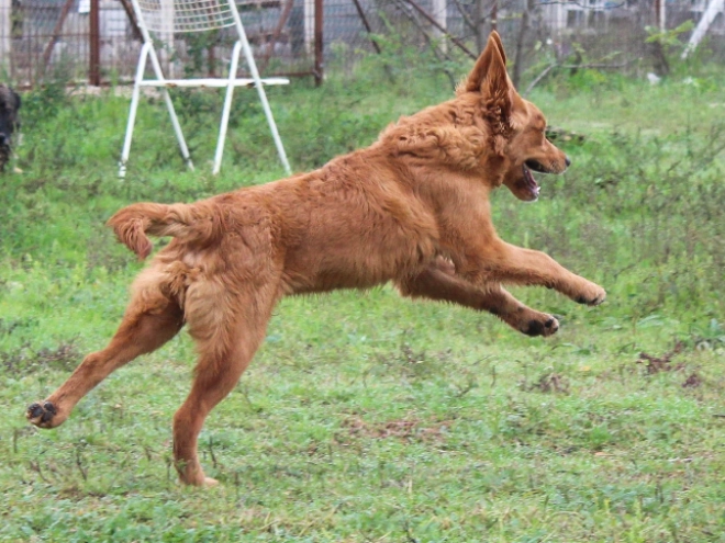 Golden Retriever puppy for sale