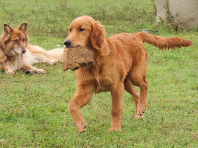 Golden Retriever puppy for sale
