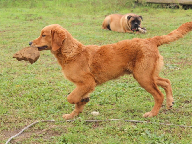 Golden Retriever puppy for sale