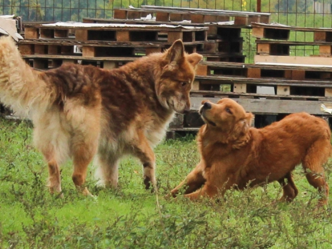 Golden Retriever puppy for sale