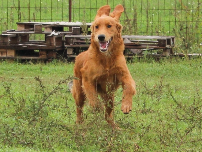Golden Retriever puppy for sale
