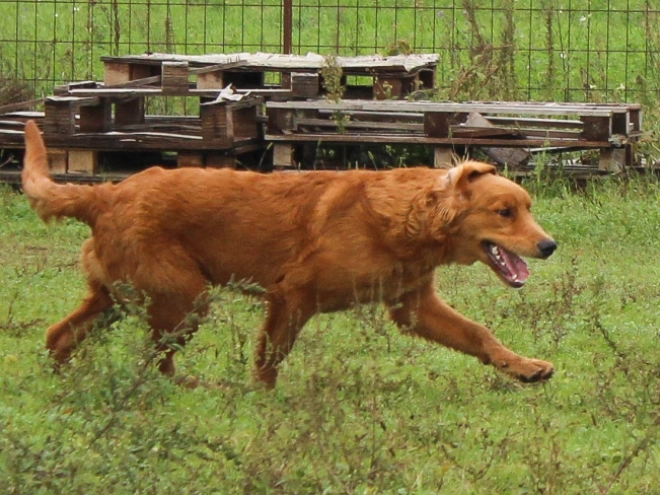 Golden Retriever puppy for sale