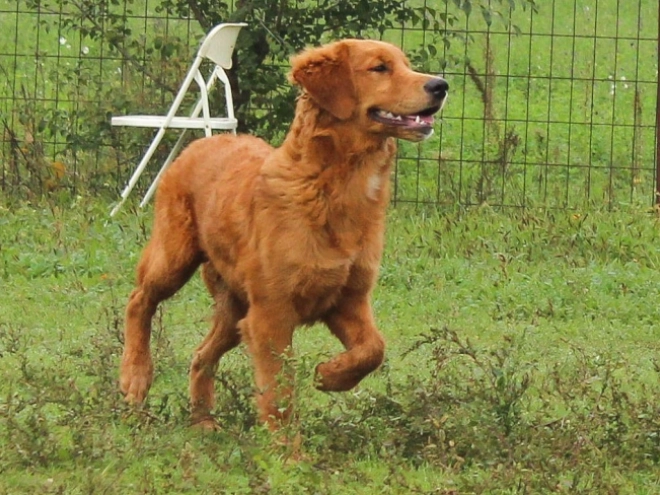 Golden Retriever puppy for sale