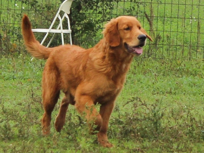 Golden Retriever puppy for sale