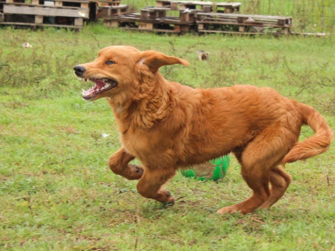 Golden Retriever puppy for sale