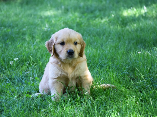 Golden Retriever puppy for sale