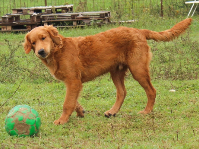 Golden Retriever puppy for sale