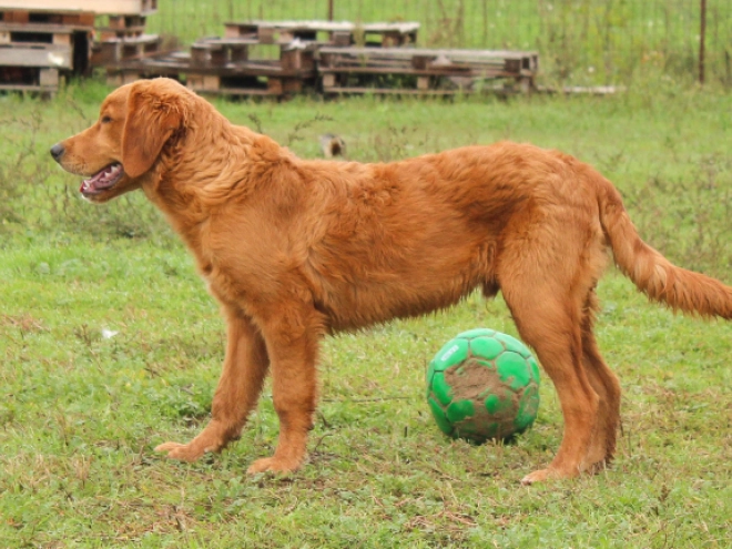 Golden Retriever puppy for sale