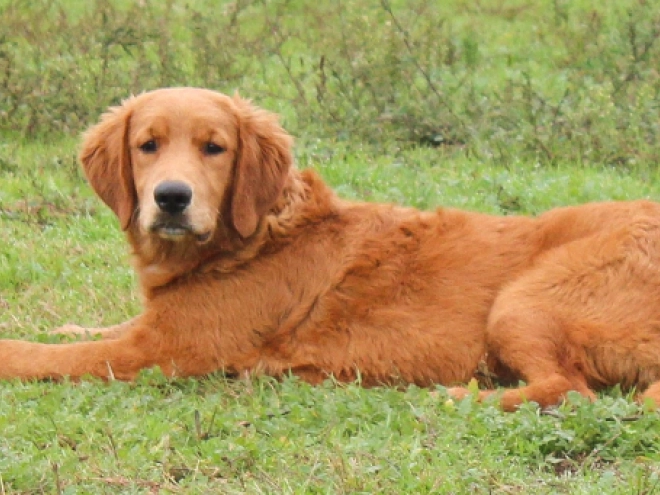 Golden Retriever puppy for sale