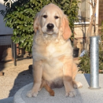 Perros Golden Retriever en venta