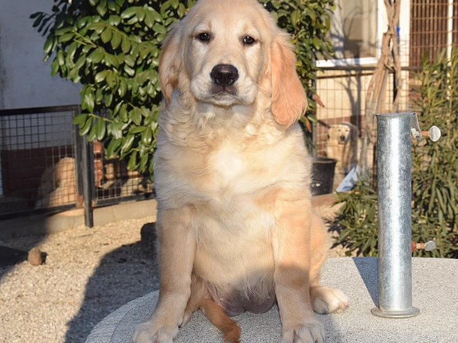Golden Retriever Welpe zu verkaufen