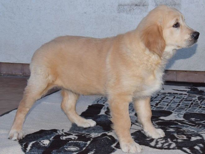 Golden Retriever Welpe zu verkaufen