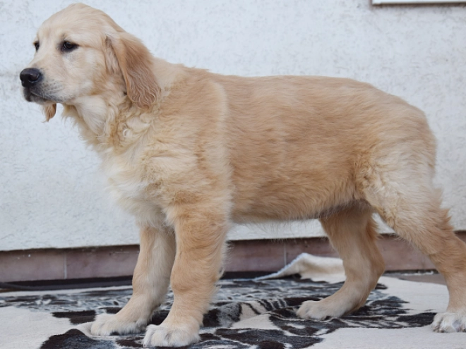 Golden Retriever Welpe zu verkaufen