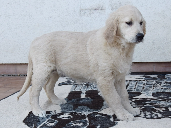 Perros Golden Retriever en venta