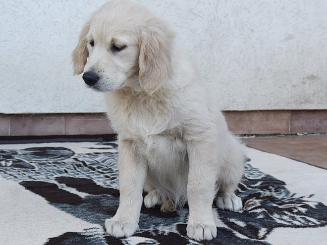 Perros Golden Retriever en venta