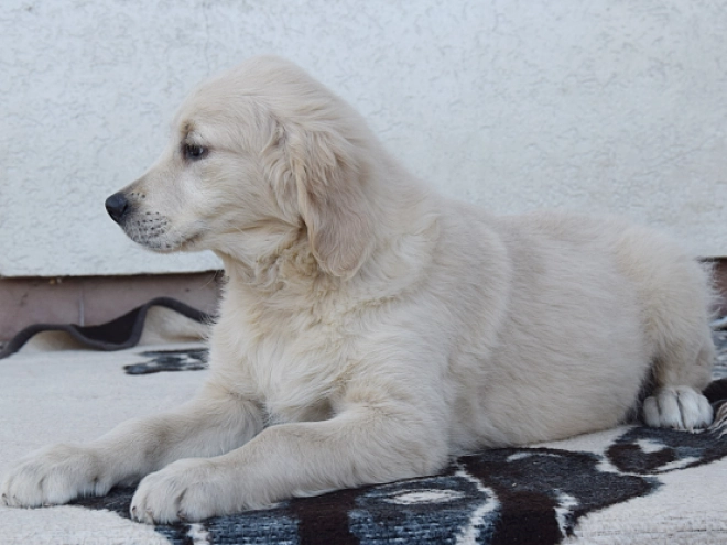 Perros Golden Retriever en venta