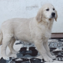 Perros Golden Retriever en venta