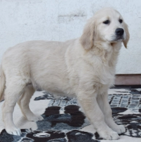 Golden Retriever puppy for sale