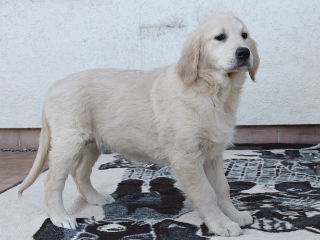 Perros Golden Retriever en venta