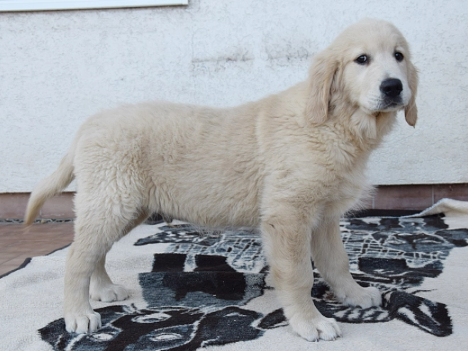 Golden Retriever Welpe zu verkaufen