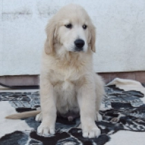Perros Golden Retriever en venta