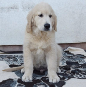 Golden Retriever puppy for sale
