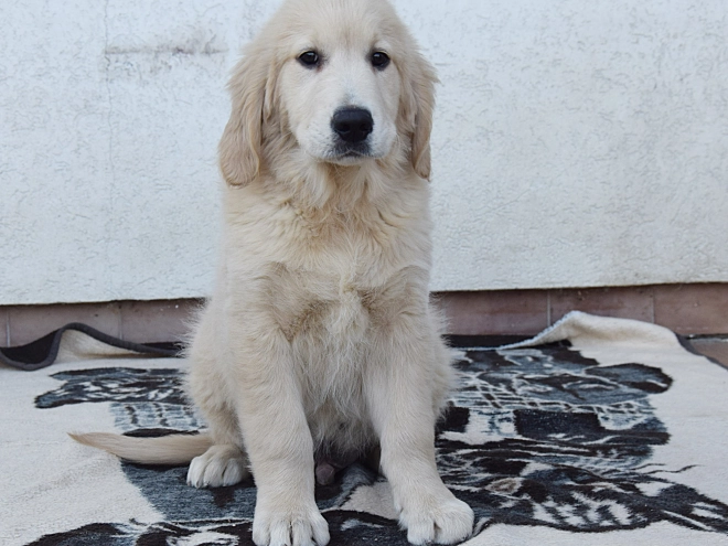 Golden Retriever Welpe zu verkaufen