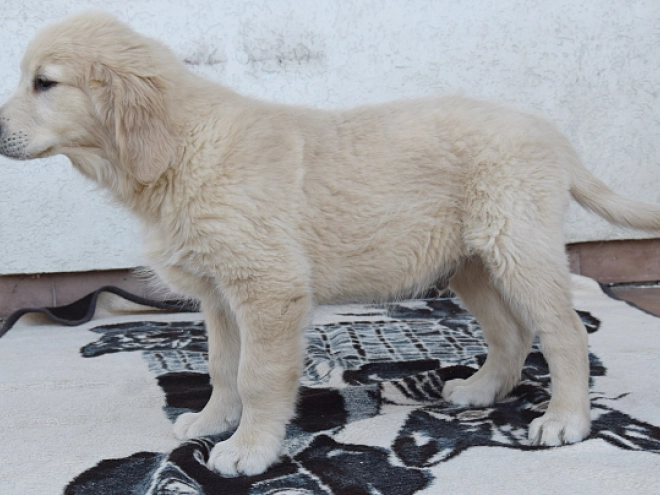 Golden Retriever Welpe zu verkaufen