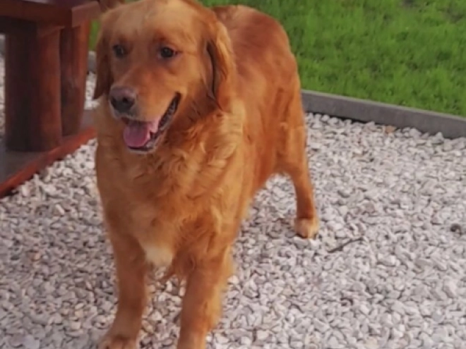 Golden Retriever Welpe zu verkaufen