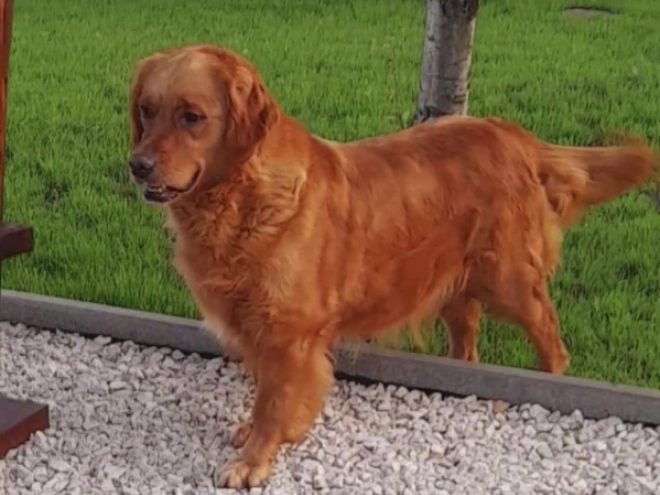 Golden Retriever Welpe zu verkaufen