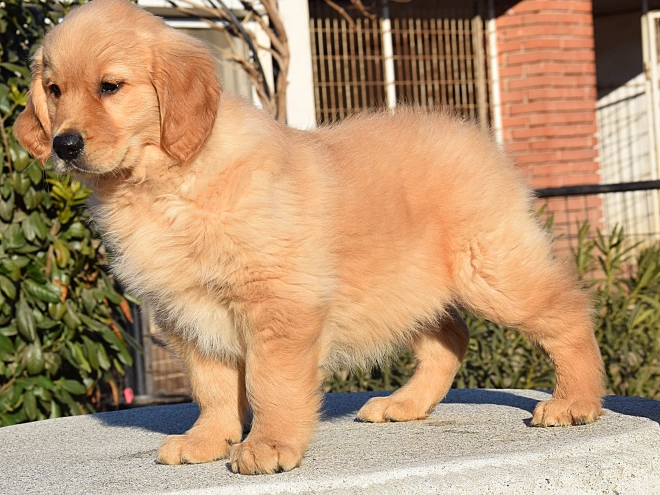 Golden Retriever Welpe zu verkaufen