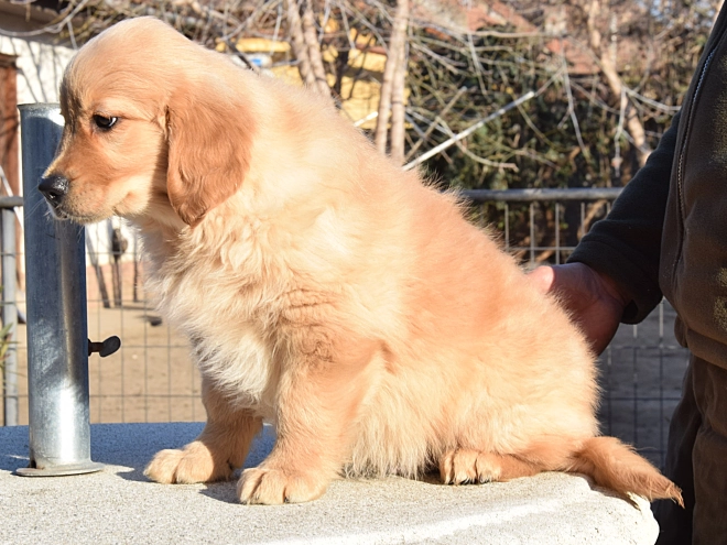 Golden Retriever Welpe zu verkaufen