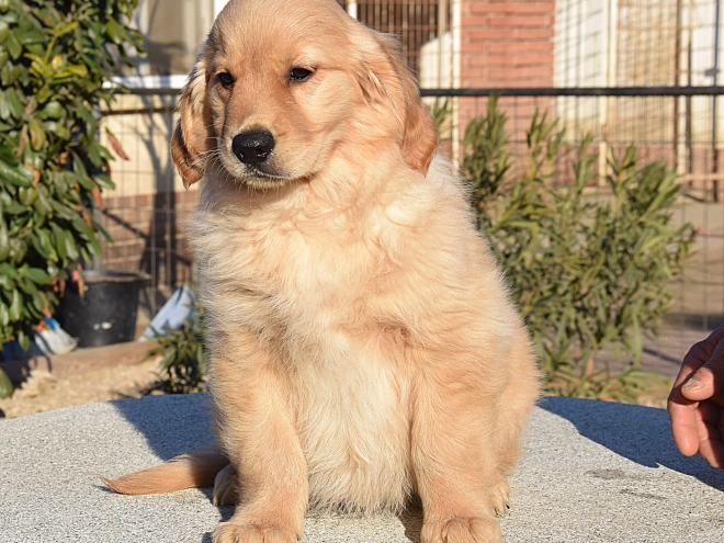 Golden Retriever Welpe zu verkaufen