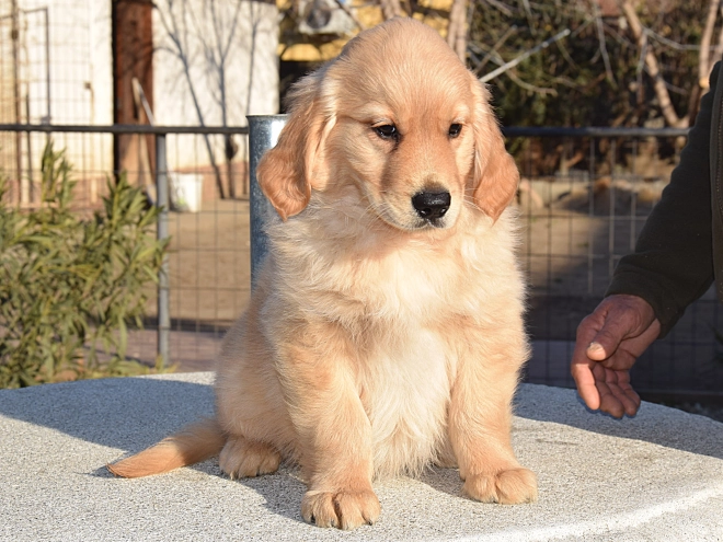Golden Retriever Welpe zu verkaufen