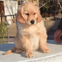 Perros Golden Retriever en venta