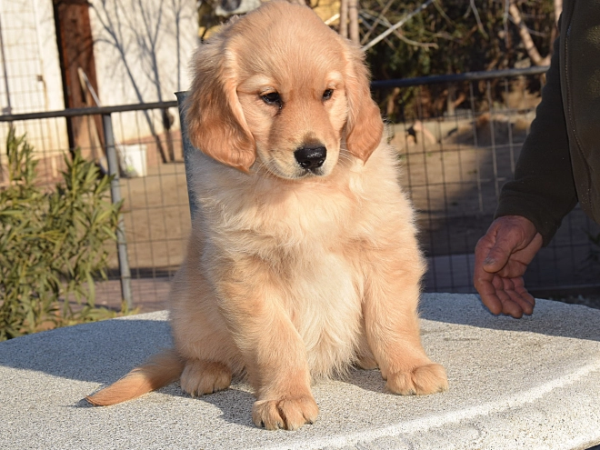 Golden Retriever Welpe zu verkaufen