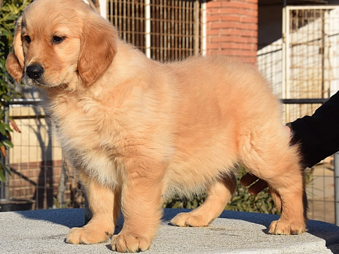 Golden Retriever Welpe zu verkaufen