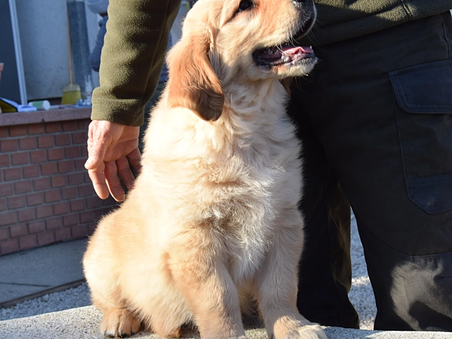 Perros Golden Retriever en venta