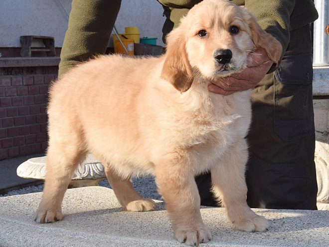Perros Golden Retriever en venta