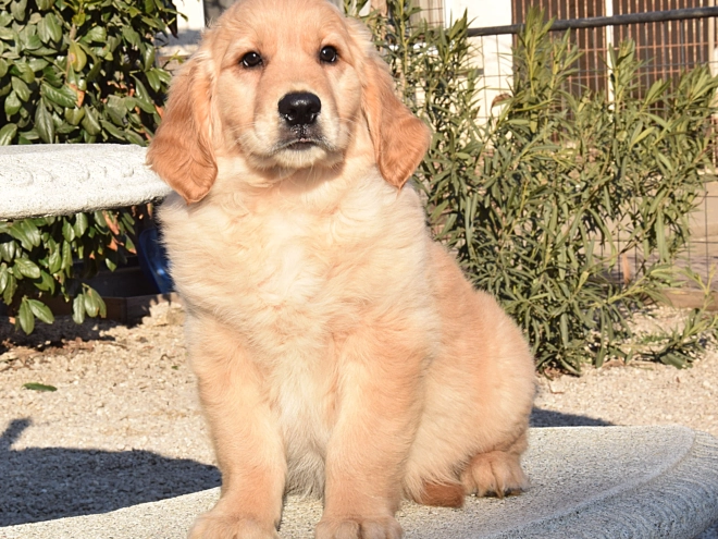 Perros Golden Retriever en venta
