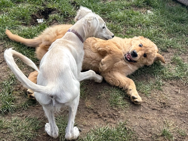 Perros Golden Retriever en venta