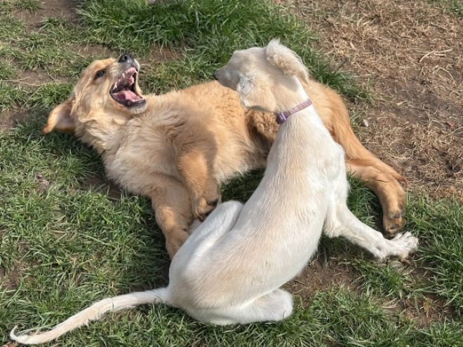 Perros Golden Retriever en venta