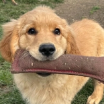Perros Golden Retriever en venta
