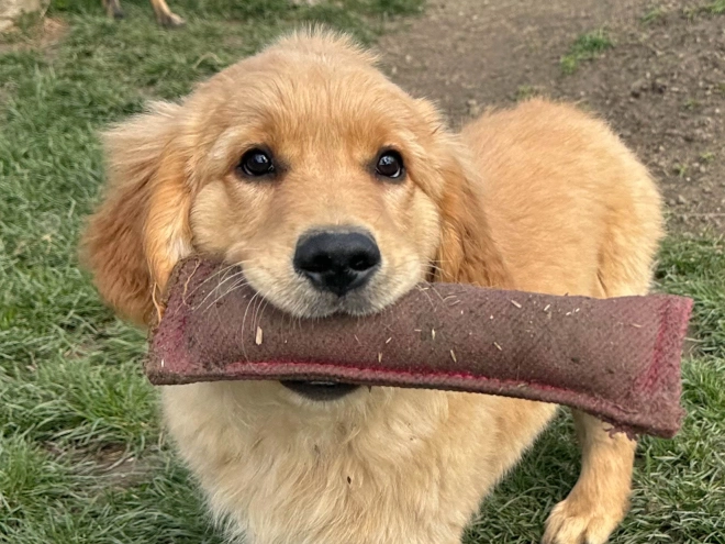 Perros Golden Retriever en venta