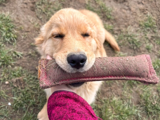 Perros Golden Retriever en venta