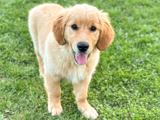 Perros Golden Retriever en venta