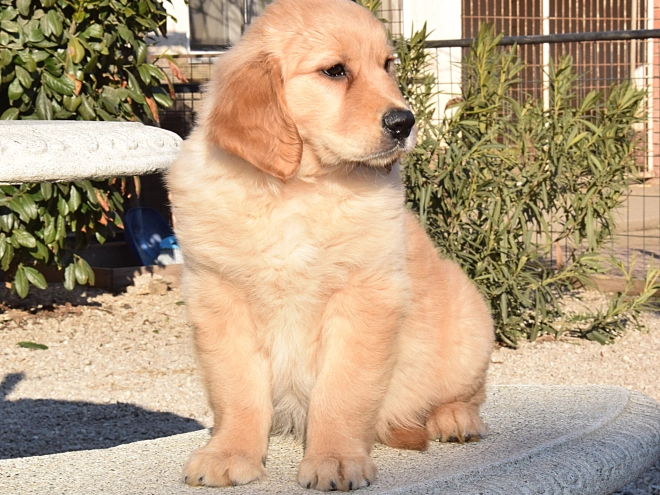 Perros Golden Retriever en venta